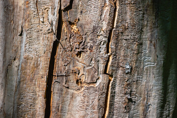 Texture of the trunk of an old dry tree without bark. Cracks and traces of bark beetle on the trunk of an old tree.