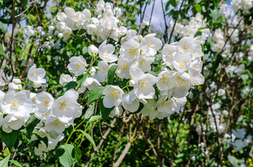 Wall Mural - Blooming jasmine, white flowers on bushes in sunlight