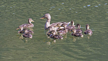 Sticker - female mallard with its ducklings around it