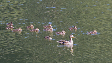 Sticker - female mallard with its ducklings in a small lake