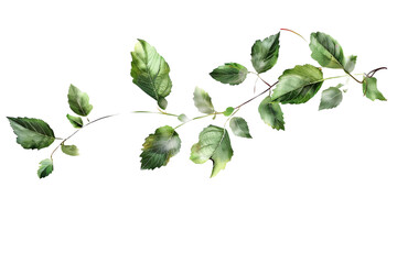 Wall Mural - Leaves isolated on transparent background