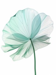 Sticker - A delicate lotus leaf, with light green andturquoise gradient colors, semi-transparenttexture style, flat illustrations, white backgroundminimalist composition, and high definition resolution