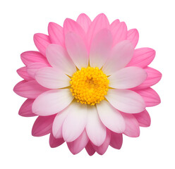 Wall Mural - pink flower isolated on transparent background, extracted, png file