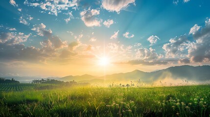 Wall Mural - a field with a sun shining through the clouds