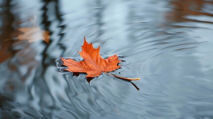 Sticker - A single red maple leaf floating on the surface of a calm lake. The leaf is in the center of the frame and is surrounded by concentric ripples.