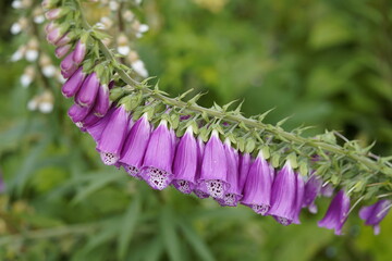 Digitalis is a genus of about 20 species of herbaceous perennials, shrubs, and biennials commonly called foxgloves. Plantaginaceae family. Hanover – Berggarten, Germany.