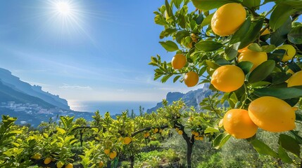 Wall Mural - sunny lemon grove on the picturesque amalfi coast italy travel photography