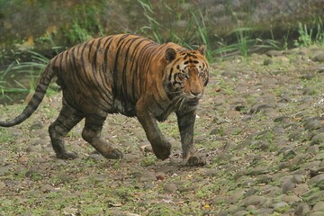 Wall Mural - A Bengal tiger walks around on the rocks watching the surroundings