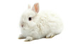 © FMSTUDIO - A small white rabbit sits on a white background