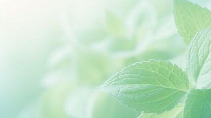 Wall Mural - Mint leaves close-up, delicate green background postcard