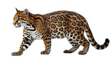 A close-up photo of an ocelot walking on a white background