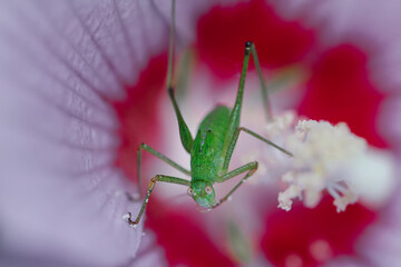 A green grasshopper eats nectar sitting on a pink and white flower and looks at the camera. close-up.