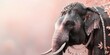 © Parkpoom - An elephant adorned with elegant jewelry and a pastel background, offering generous copyspac