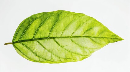 Wall Mural - vibrant green leaf isolated on pure white background natural botanical closeup photo