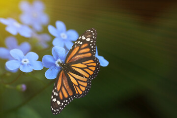 Poster - Beautiful butterfly on forget-me-not flower in garden, closeup