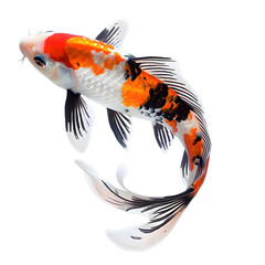 Wall Mural - [Transparent Background PNG]koi fish isolated on white background