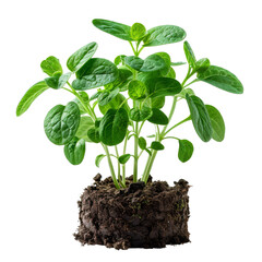 Fresh green herb plant growing in soil, isolated on black background. Perfect for gardening, food, or nature themed projects.