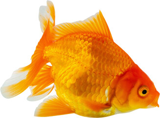 Sticker - Oranda goldfish isolated on white background close up