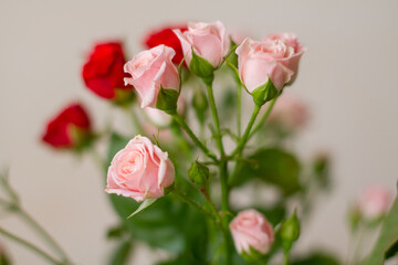 pink and red roses