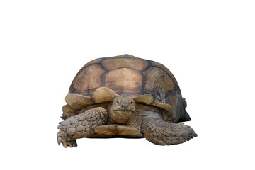 Wall Mural - Sulcata tortoise isolated on transparent background png file