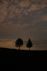 Two small trees under the stars