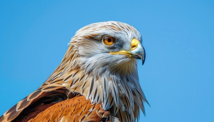 Wall Mural - Scandinavian Beauty: Red Kite Soaring Against a Blue Sky in Scania, Sweden