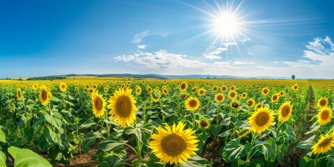 Sunflower field under midday sun, golden blooms reaching the horizon, blue sky backdrop. 