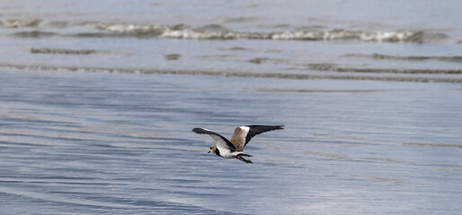 Wall Mural - Photograph of a Southern lapwing.