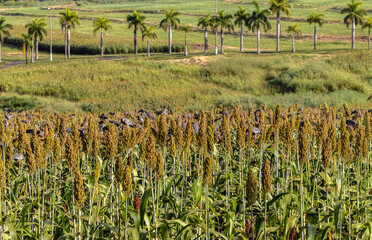 Wall Mural - Selective focus of the white sorghum crop that show flower stem and leaf, planting at field in Brazil