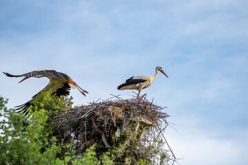 Natural life images of storks returning to the same nest every year with their babies.