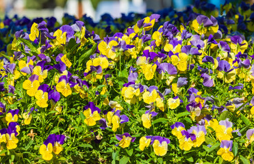 Wall Mural - Blooming Pansies on the Boulevard in Baku