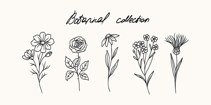 Line art cosmos, rose, chamomile, forget-me-not, milk thistle