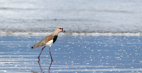 Wall Mural - Photograph of a Southern lapwing.	