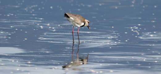 Wall Mural - Photograph of a Southern lapwing.	