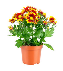 Wall Mural - Chrysanthemum flowers with green leaves in pot isolated. PNG.