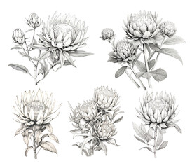  Set of Protea flowers drawings, graphic illustration, black and white