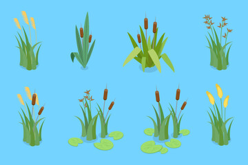 3D Isometric Flat Vector Set of Lake Aquatic Plants, Marsh Reed