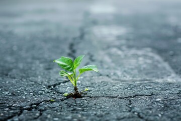 Sticker - Green plant growing on crack street, asphalt plant, pavement sprout, sprout on crack asphalt