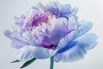 Wall Mural - Peony purple and light blue. White background Close up. Digital art photography style. Petals of passion and fragrance