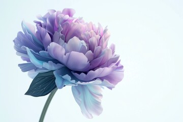 Wall Mural - Peony purple and light blue. White background Close up. Digital art photography style. Petals of passion and fragrance