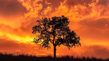 Poster - The silhouette of a tree against a fiery orange sky during sunset, creating a striking and vibrant scene