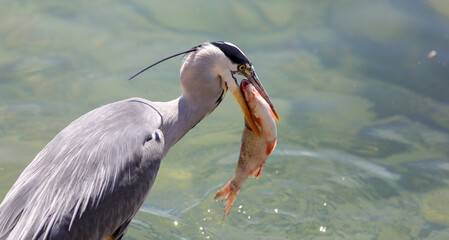 great blue heron ardea cinerea