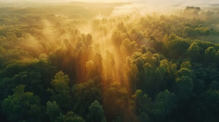 Wall Mural - misty morning in the forest