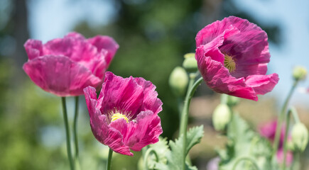 Wall Mural - Stunning giant pink poppies, growing amongst other wildflowers at Wisley garden, Woking, Surrey UK. Photographed on a sunny summer's day.