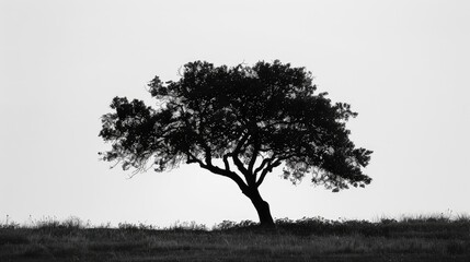 Poster - silhouette of a tree