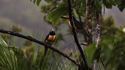 Canvas Print - A toucan on a rainy day in the rainforest of Costa Rica