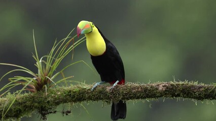 Wall Mural - A toucan on a rainy day in the rainforest of Costa Rica