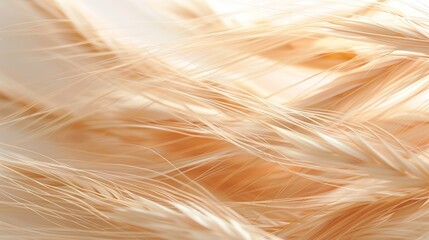 Wall Mural - soft flax wave abstract background, light and natural, isolated on white