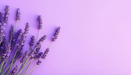 Abstract background minimal presentation with lavender flower On a purple background fresh blooming lavender