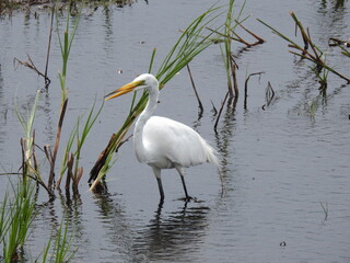 Wall Mural - Great egret wading within the wetland waters of the Bombay hook National Wildlife Refuge, Kent county, Delaware.
